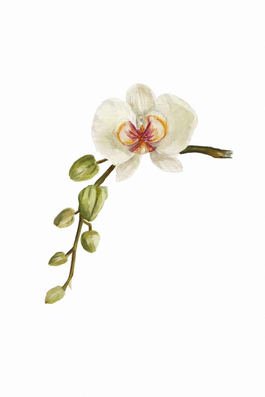 What was not rushed Original Orchid Watercolor Painting