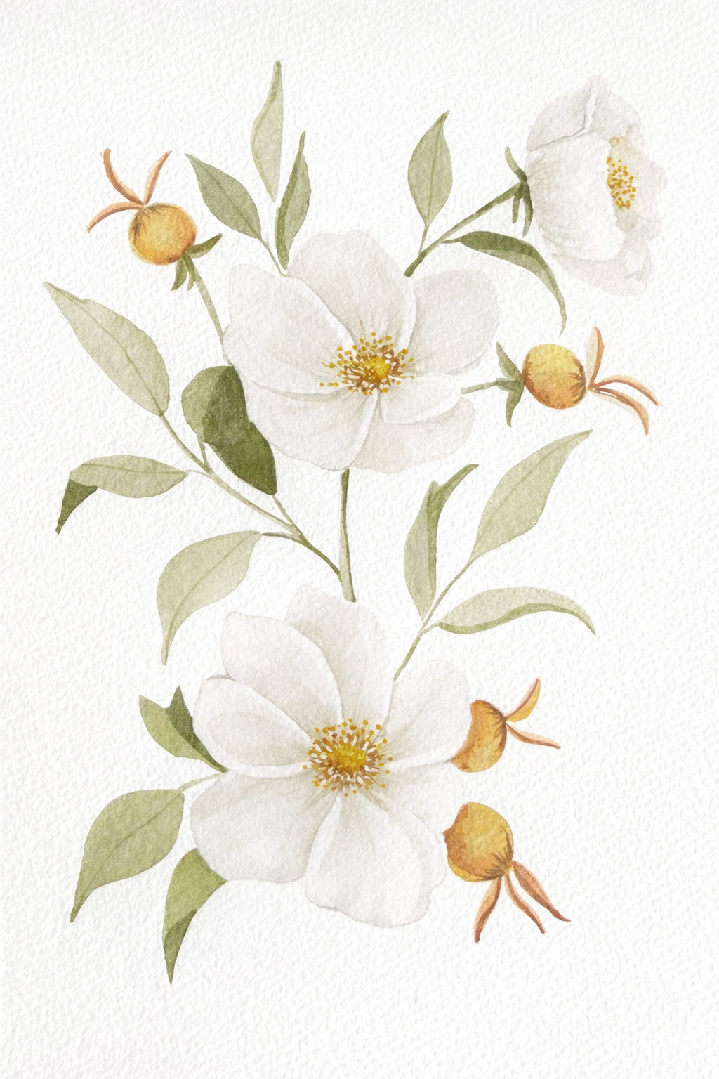 Wild Rose & Rose Hips