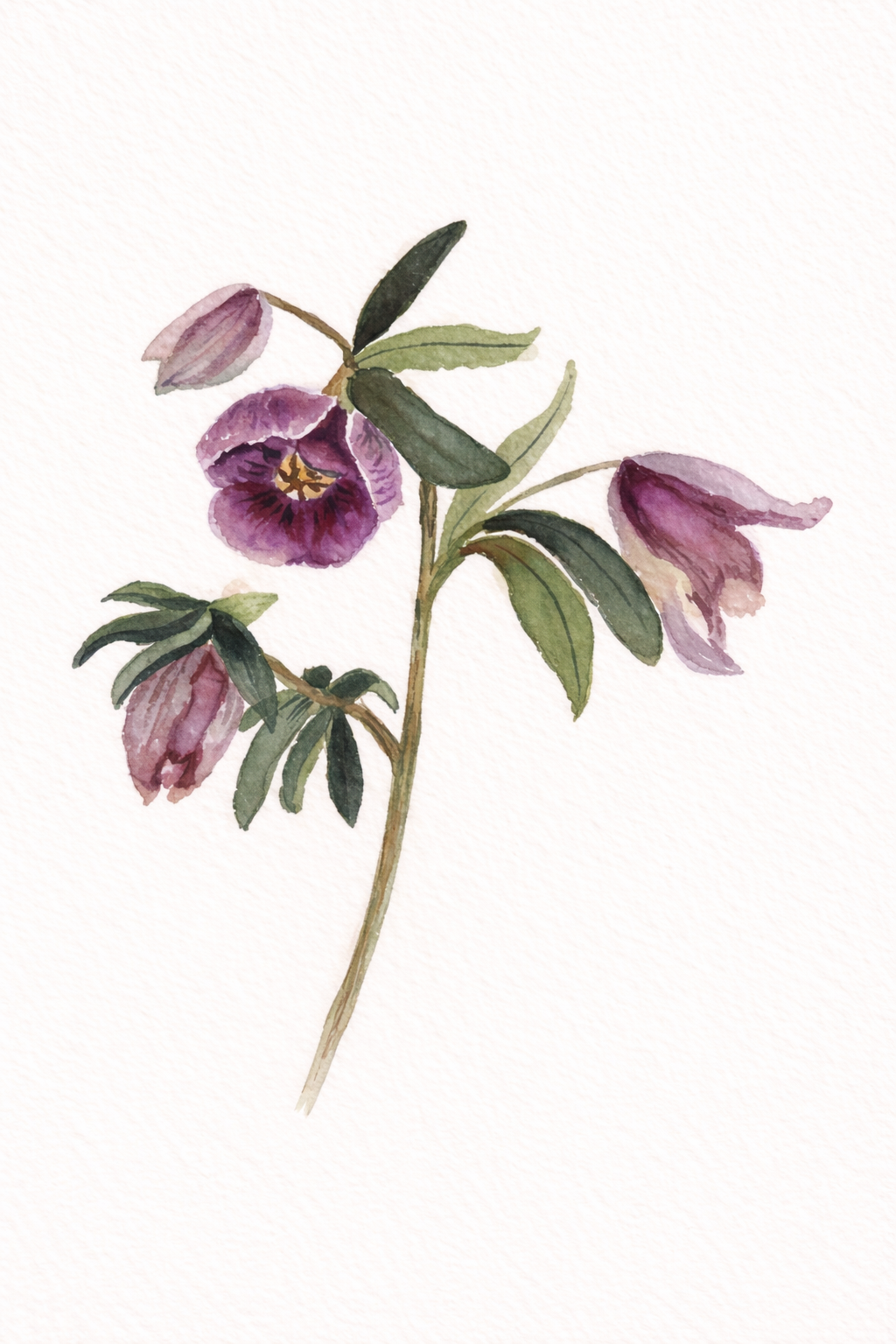 Hellebore Study Print | 5 x 7