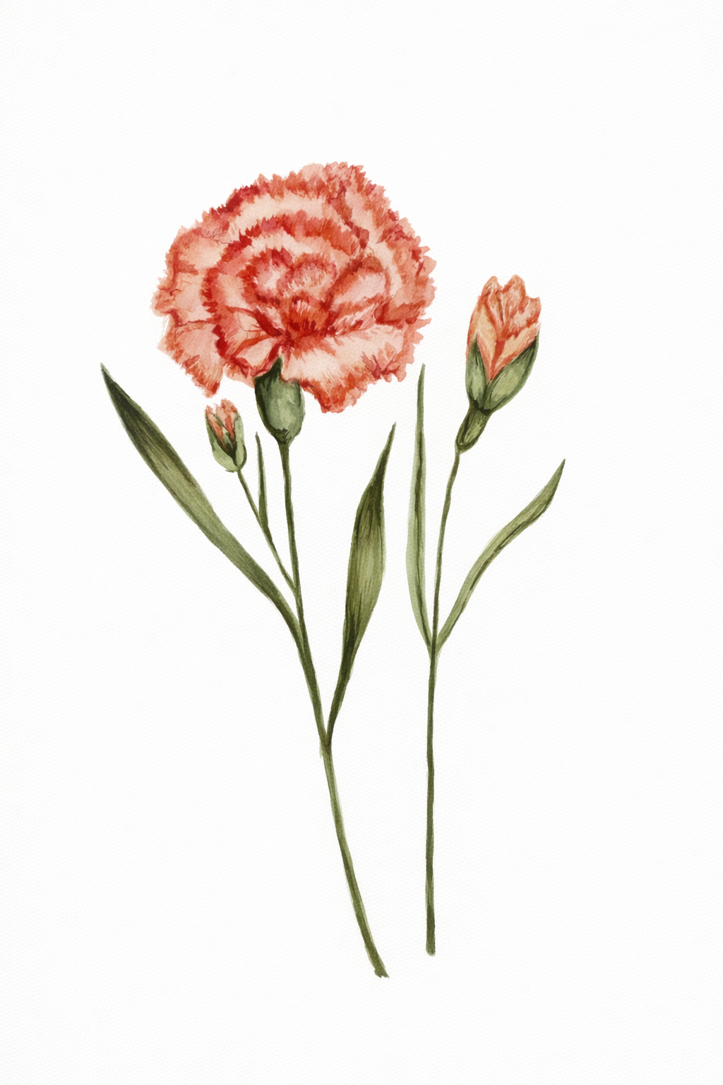 What I Gave Freely- Original Carnation Watercolor
