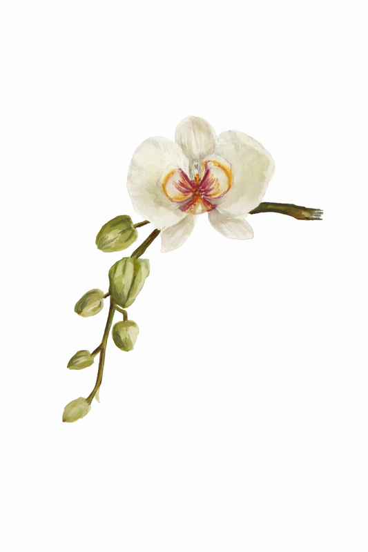 What was not rushed Original Orchid Watercolor Painting