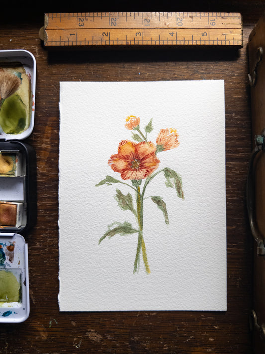 Hellebore Floral watercolor