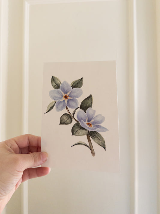 Forget-Me-Nots Up Close- Print 5x7