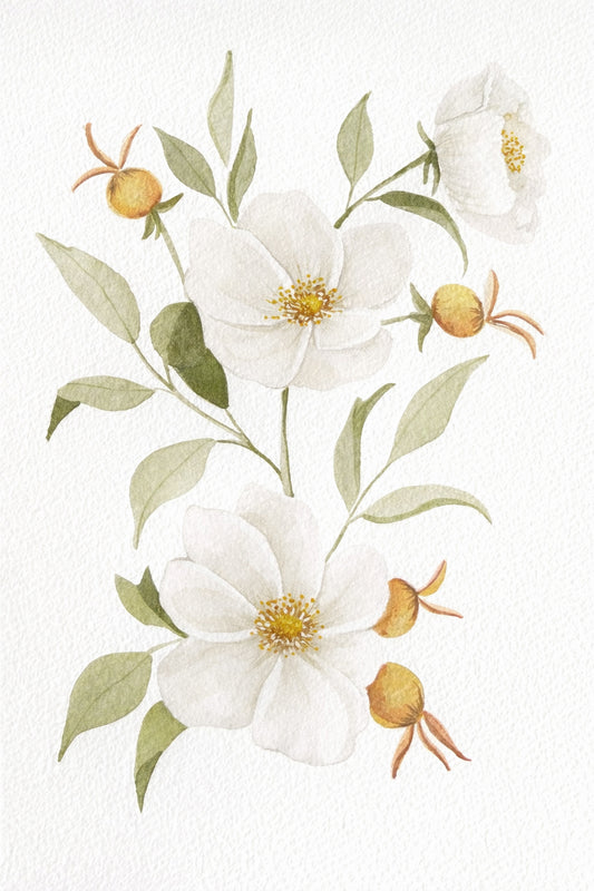 Wild Rose & Rose Hips