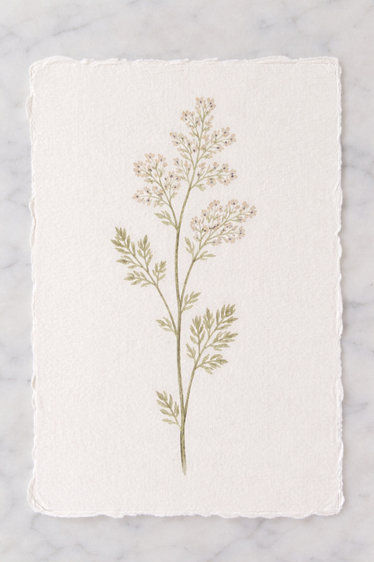 Wildflower Study 6