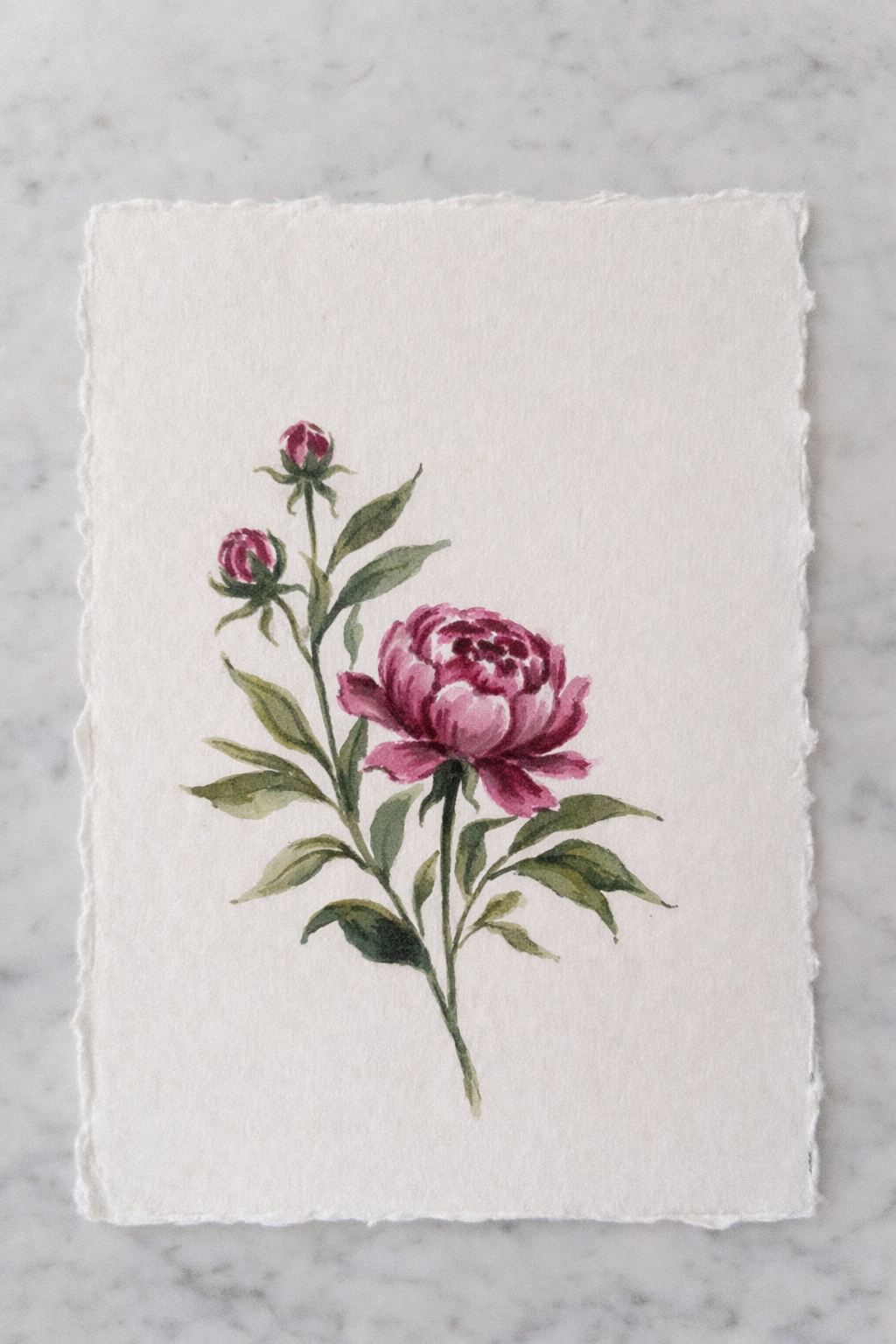 Peony Study 2